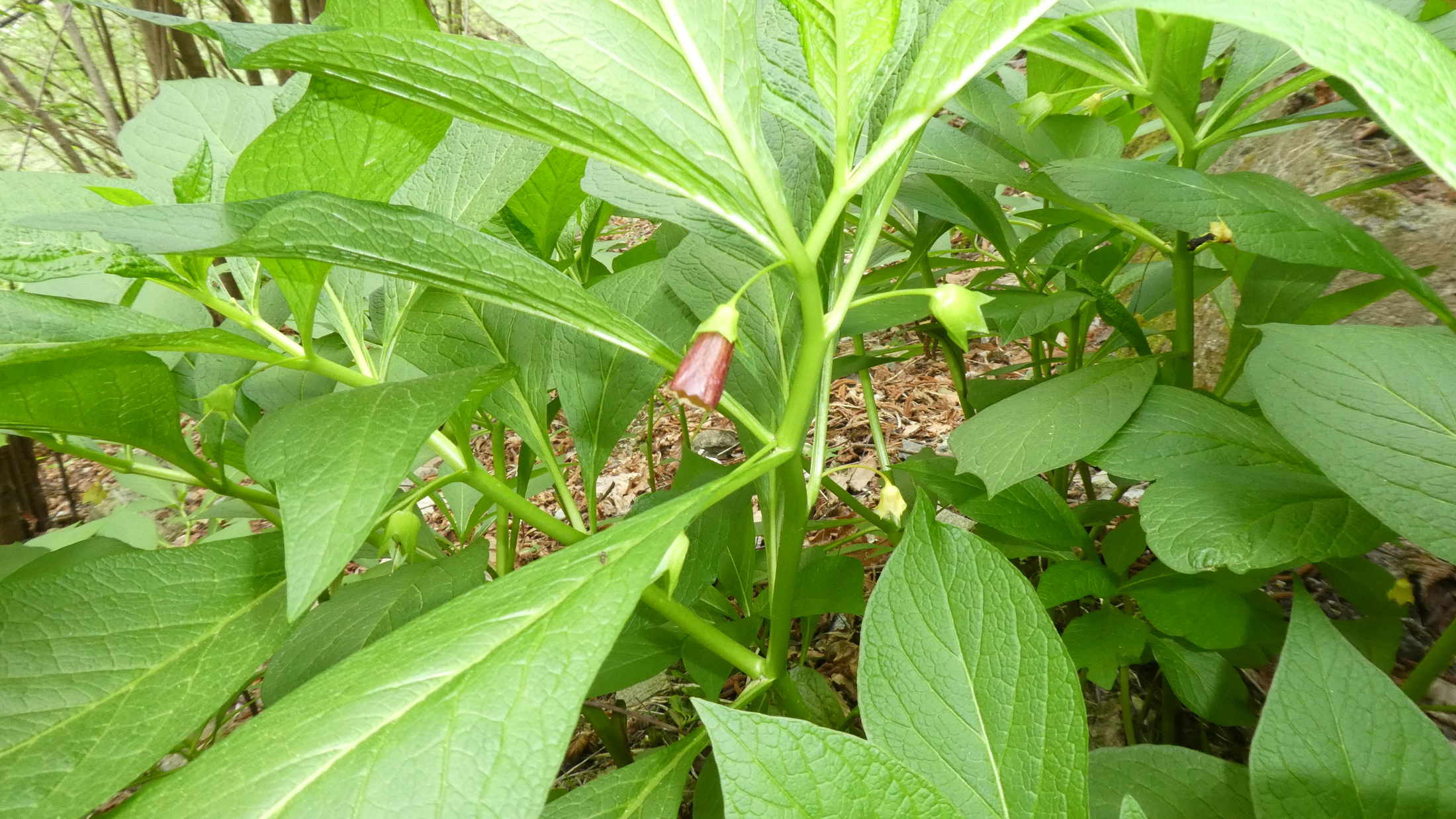 Scopolia carniolica / Scopolia della Carniola
